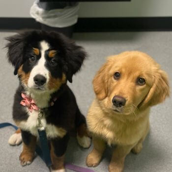 black and brown dogs