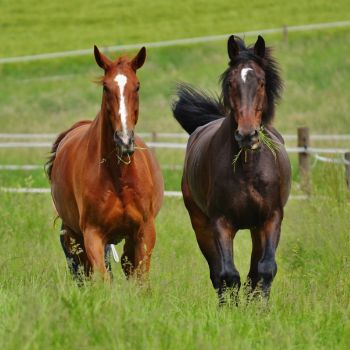 two horses in the field