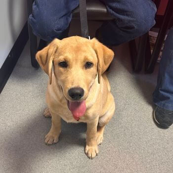 happy dog at the vet clinic