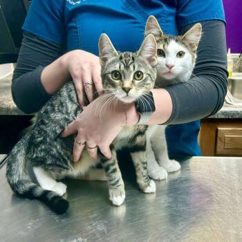 2 cats at the vet clinic