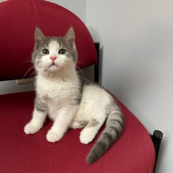 cat sitting on red chair