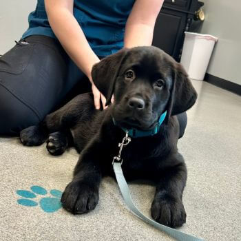 black dog sitting on the floor