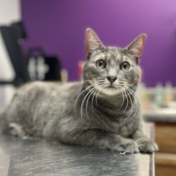 a gray cat sitting