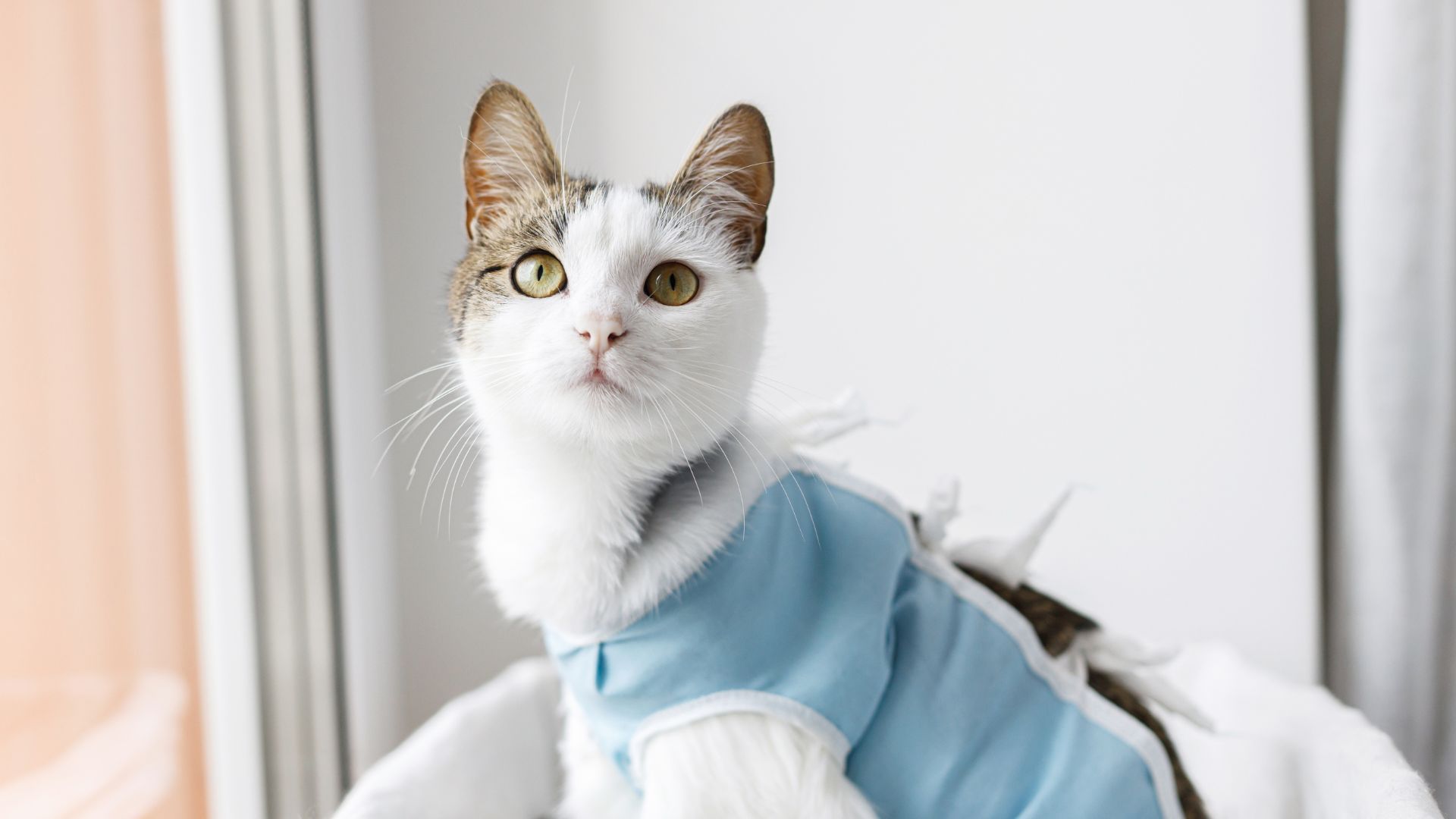 Pet Spay And Neuter In Coudersport, PA Potter County Vet