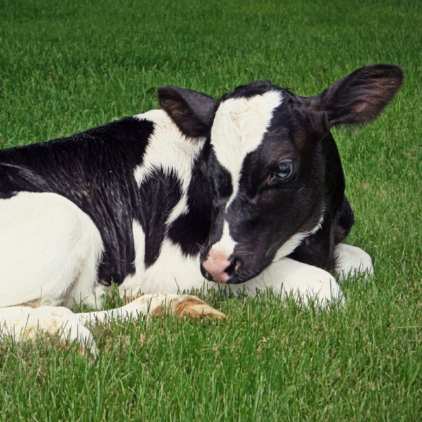 A cow lying in the grass