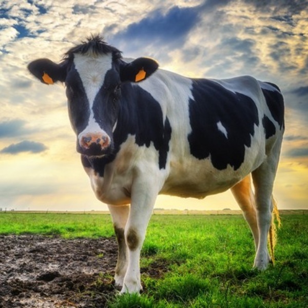 Cow standing in a field