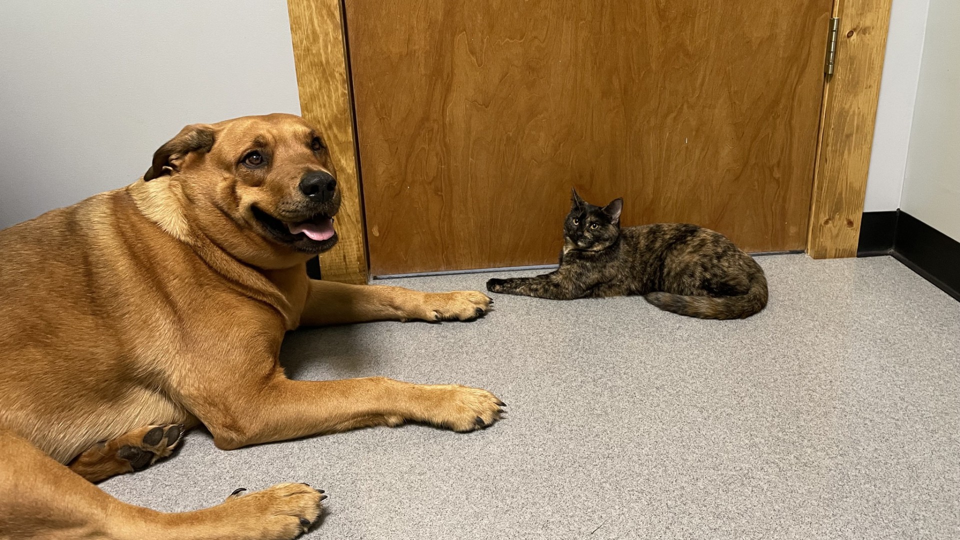 Payment Options For Vet Care Potter County Vet Clinic