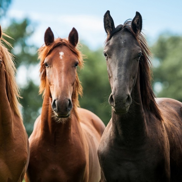 Horses standing in a field