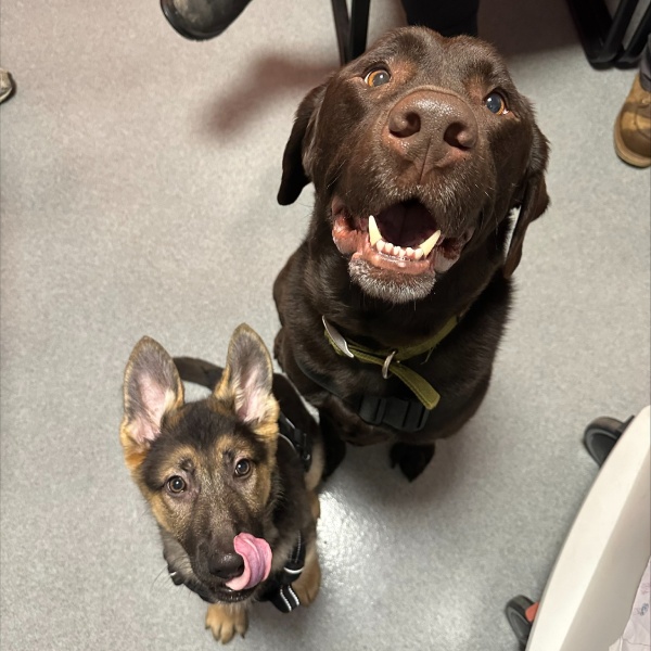 Two dogs looking up