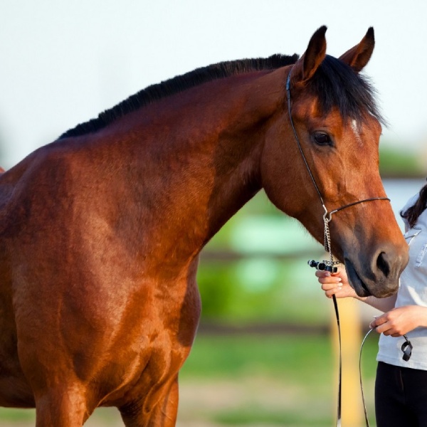 Woman standing next to a horse