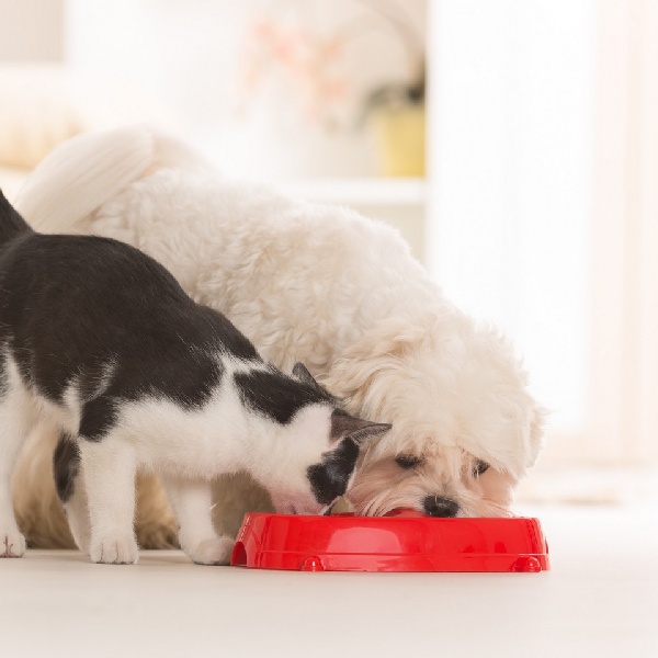 cat and dog eating from a bowl